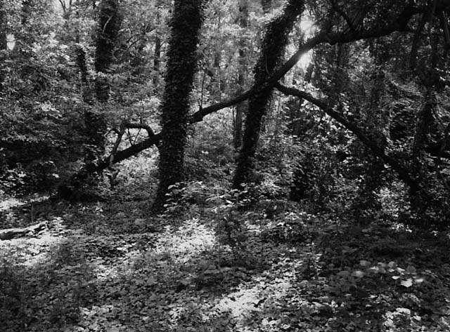 Image (C) Paul Anthony Melhado, All rights reserved.