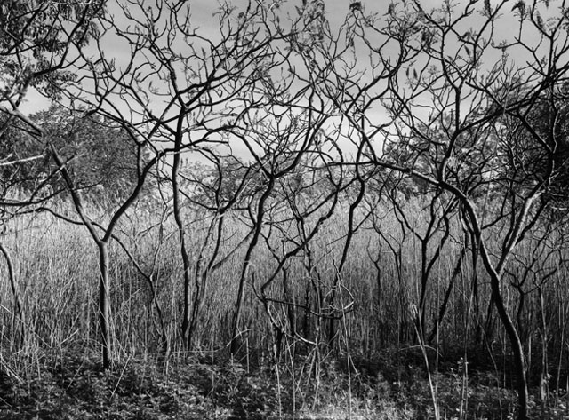 Image (C) Paul Anthony Melhado, All rights reserved.